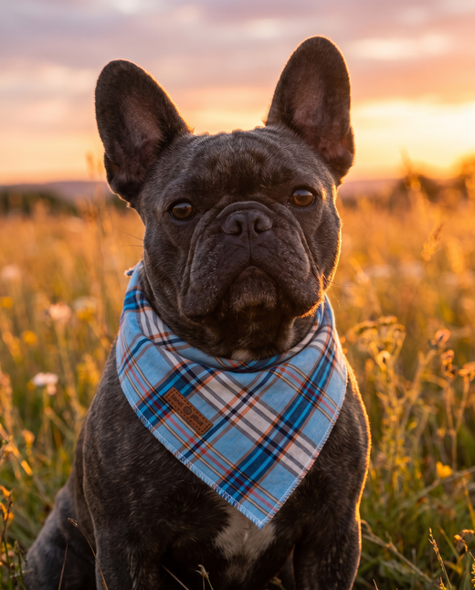 Blue Plaid Dog Bandana – Classic Pet Scarf